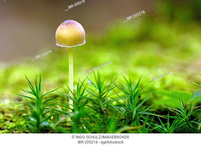 Mushroom, Mycena epipterygia, germany