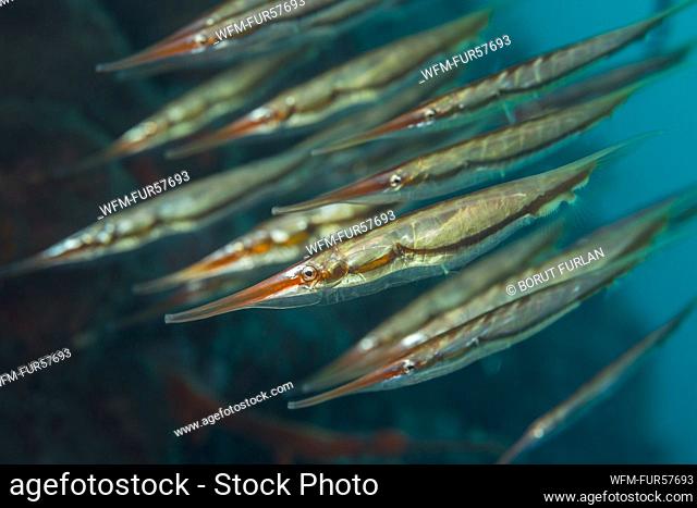 Razorfish, Aeoliscus strigatus, Bali, Indonesia