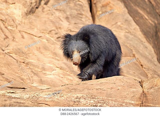Asia, India, Karnataka, Sandur Mountain Range, Sloth bear Melursus ursinus,