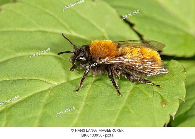 Tawny Mining Bee (Andrena fulva), Untergröningen, Abtsgmuend, Baden-Württemberg, Germany