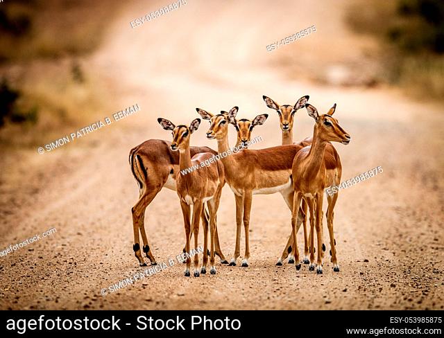 A starring group of female Impalas in the middle of the road in the Kruger National Park, South Africa