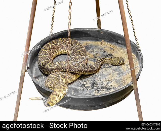 a Western diamondback rattlesnake resting in a metallic pan, isolated in white back