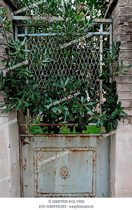 Overgrown plant branches growing through closed old rusty door of abandoned house
