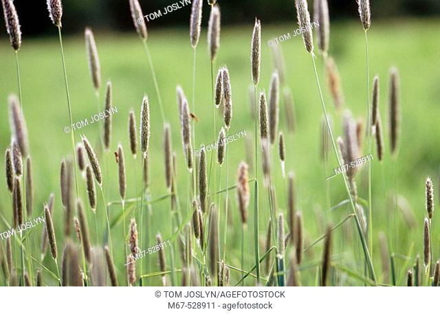 Grasses in meadow , England , UK