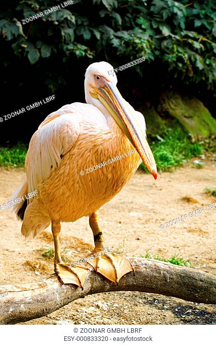 Big Pelican Pelicanus onocrotalus posing ZOO