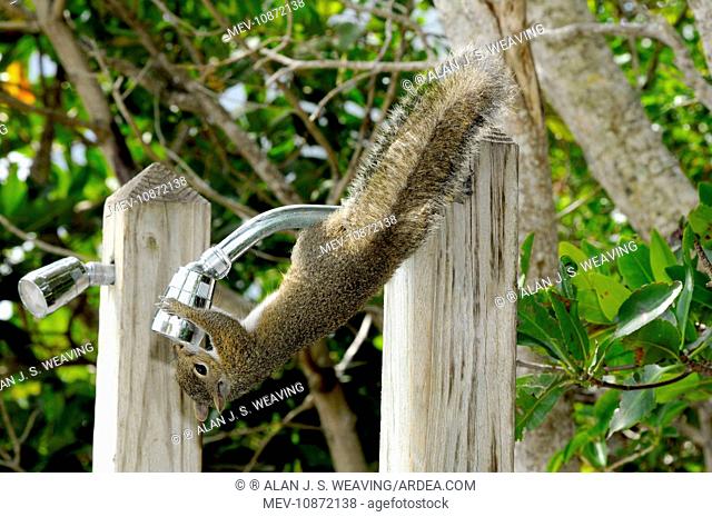 Eastern Grey Squirrel drinking freshwater from outside shower head. (Sciurus carolinensis). John Pennekamp Coral Reef State Park, Florida, USA