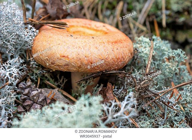 Mushroom (Lactarius torminosus), suitable for human consumption