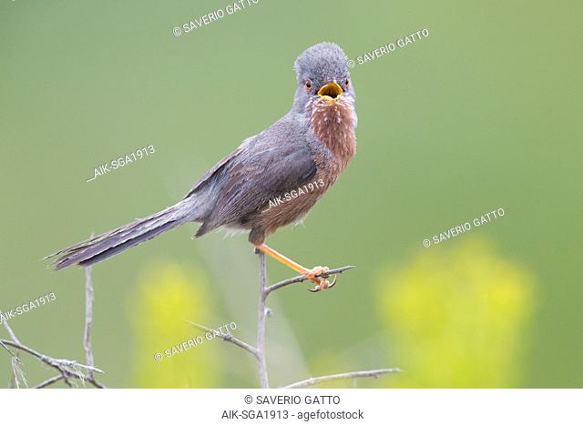 Dartford Warbler (Sylvia undata), adult male singing from a small branch