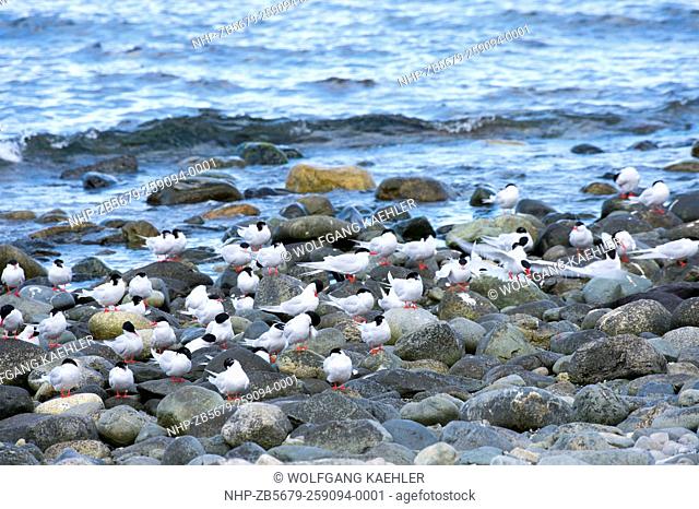 South American Terns (Sterna hirundinacea) on the rocky beach of the penguin sanctuary on Magdalena Island in the Strait of Magellan near Punta Arenas in...
