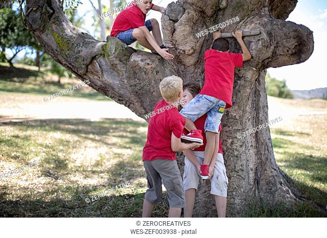 South Africa, Boys on field trip climbing tree