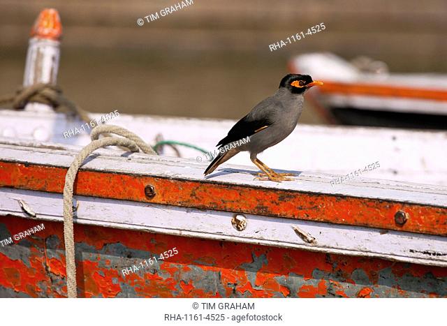Indian Myna bird, Acridotheres tristis, perched on tourist boat in River Ganges by the Ghats in city of Varanasi, India