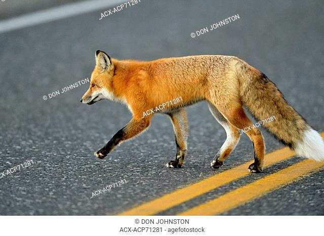 Red fox (Vulpes vulpes) Hunting, crossing park road, Yellowstone NP, Wyoming, USA
