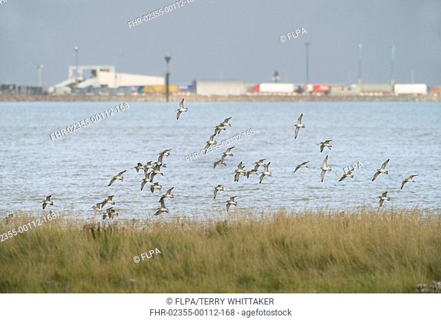 Bar-tailed Godwit Limosa lapponica flock, in flight, Ramsgate Harbour in background, Sandwich / Pegwell Bay, Kent, England, winter