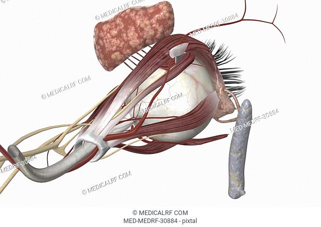 External anatomy of the eye