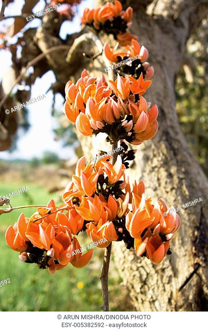 Flame of forest palash dhak tesu manipuri pangong butea monosperma fabaceae peafamily synonyms butea frondosa erythrina monosperma plaso monosperma , India