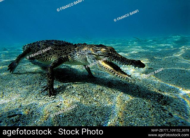 Picture shows a Salt Water Crocodile near Kimbe Bay. Date: 22/11/2005   Ref: ZB777-109152-0078  COMPULSORY CREDIT: Oceans Image/Photoshot