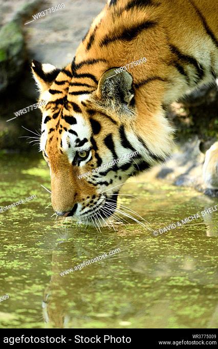 Siberian tiger drinking water, close-up