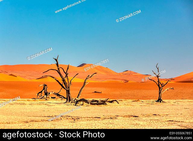 morning panorama of hidden Dead Vlei landscape with dry acacia in Namib desert, dead acacia tree in valley Sossusvlei Namibia wilderness