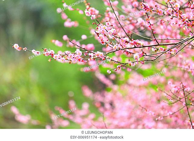 Flowers of cherry blossoms on spring day