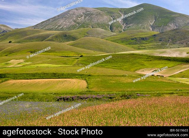 View of flowery strip fields, full of cornflowers, sainfoin and other cornfield weeds, Grande Piano, Monte Sibillini N. P. Apennines, Italy, Europe