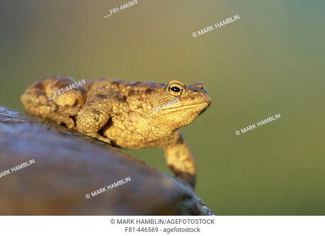Common Toad (Bufo bufo) adult male on rock in late evening light. Scotland