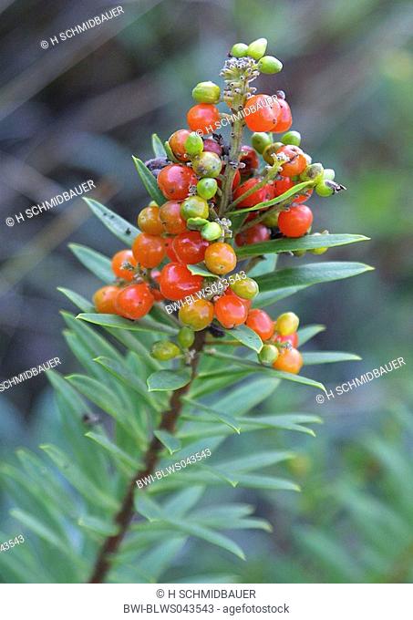 spurge flax Daphne gnidium, plant with fruits, Spain, Canary Islands, Teneriffa