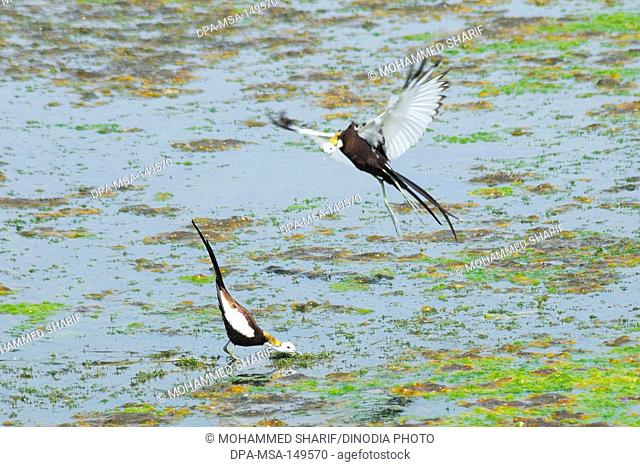 Birds ; pair of pheasant-tailed jacana hydrophasianus chirurgus at lake ; Jodhpur ; Rajasthan ; India