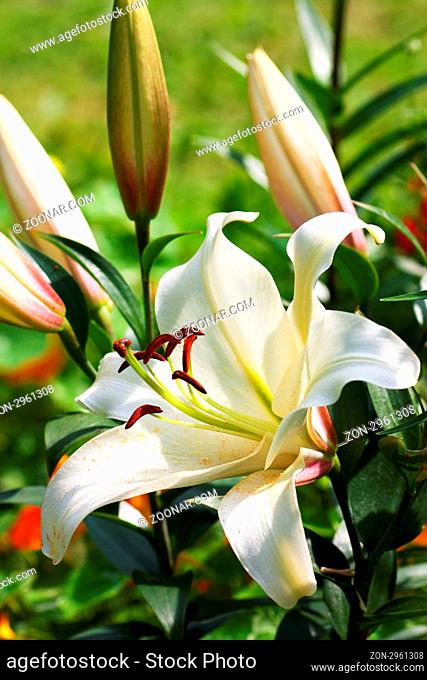 Big opened lily and closed lilies in a garden
