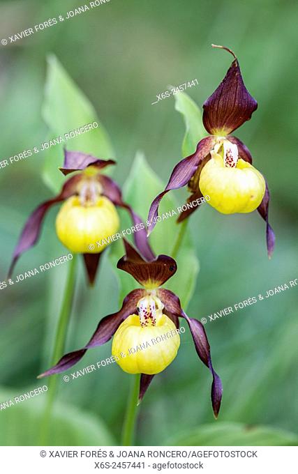 Lady's-slipper orchid - Cypripedium Calceolus -, Parc Naturel de la Chartreuse, Savoie, Rhône-Alpes, France