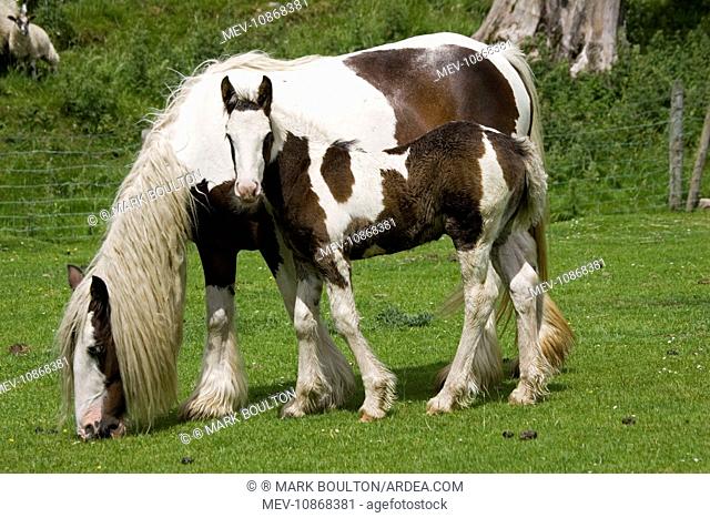 Brown and white piebald horse grazing with young foal. North Yorkshire Moors UK