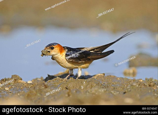Red-rumped swallow (Hirundo daurica) adult, collecting mud for nesting material, Bulgaria, Europe