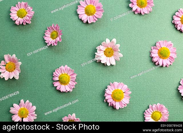 Pink small flowered chrysanthemum on green background. flat lay, top view