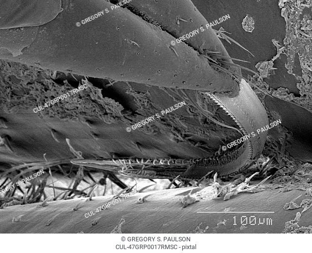 Magnified view of water bug proboscis