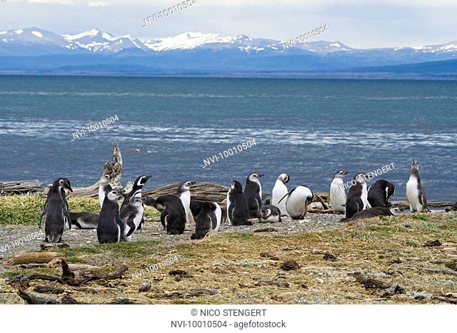 Magellanic Penguins, Spheniscus magellanicus, Seno Otway, Chile, South America
