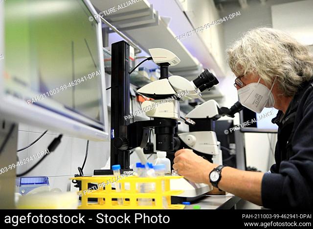 03 October 2021, Saxony-Anhalt, Magdeburg: A laboratory employee from the Leibniz Institute Magdeburg prepares an experiment on a high-resolution microscope for...