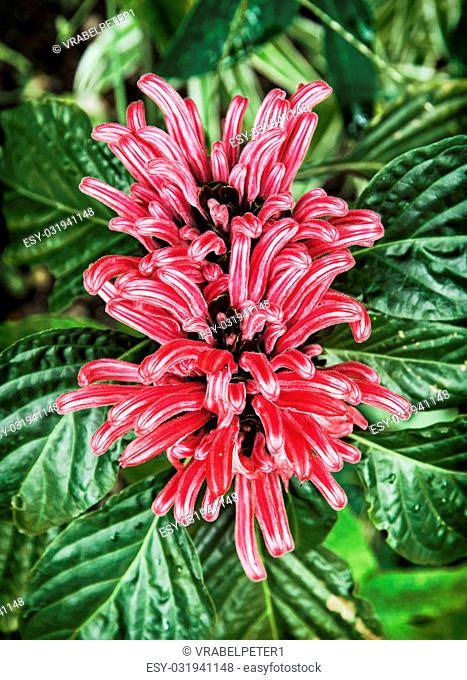 Brazilian plume flower (Justicia carnea). Natural scene. Vibrant colors
