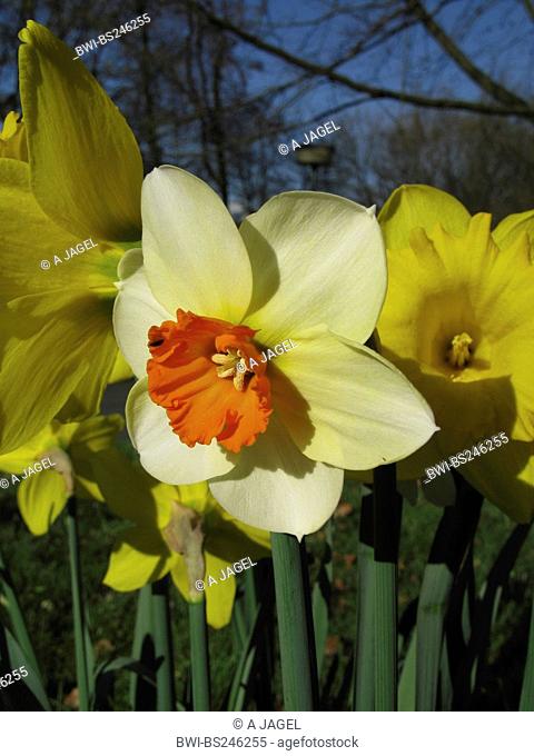 daffodil Narcissus Barret Browning, Narcissus 'Barret Browning', small-cup Dafodill, cultivar Barret Browning