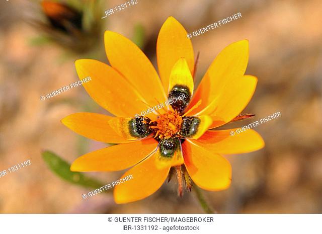 Beetle daisy (Gorteria diffusa), Namaqualand, South Africa