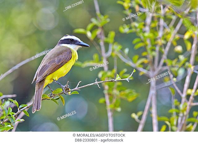 South America, Brazil, Mato Grosso, Pantanal area, Great kiskadee (Pitangus sulphuratus), adult, perched