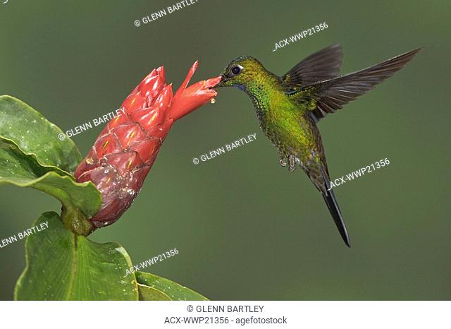 Green-crowned Brilliant Heliodoxa jacula feeding at a flower while flying in the Milpe reserve in northwest Ecuador