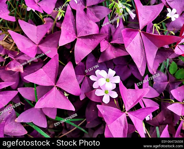 Photo of several pretty little pink flowers on a background of purple leaves