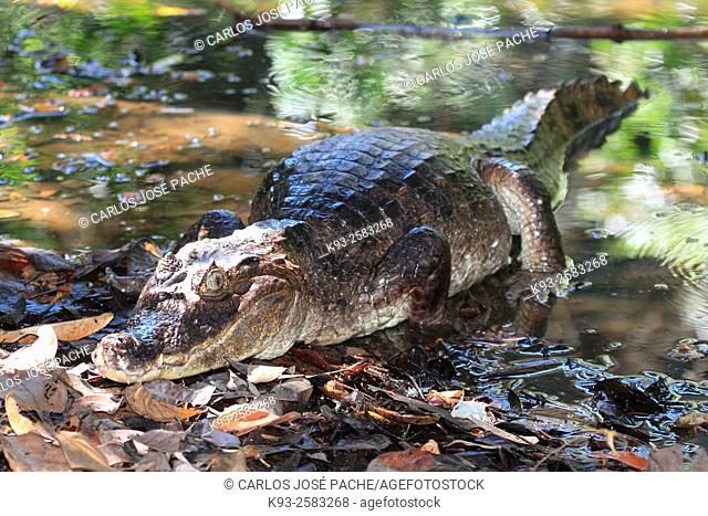 Un caiman (Caiman crocodilus). Parque Nacional de Corcovado, Peninsula de Osa, Costa rica