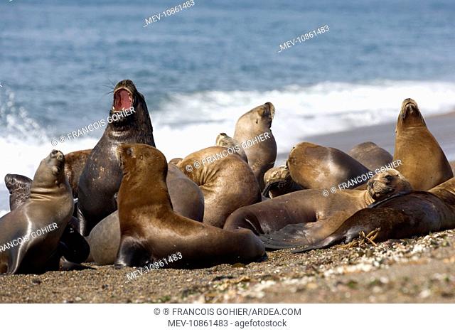 South American / Southern / Patagonian Sealion (Otaria flavescens). Group of one male and several females resting on the beach at Punta Norte, Valdes Peninsula