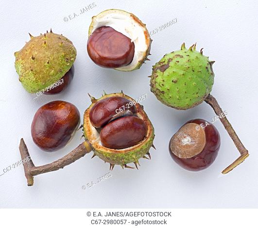 Cut out shot of Horse Chestnut Castanea sativa Autumn fruits (Conkers) Norfolk