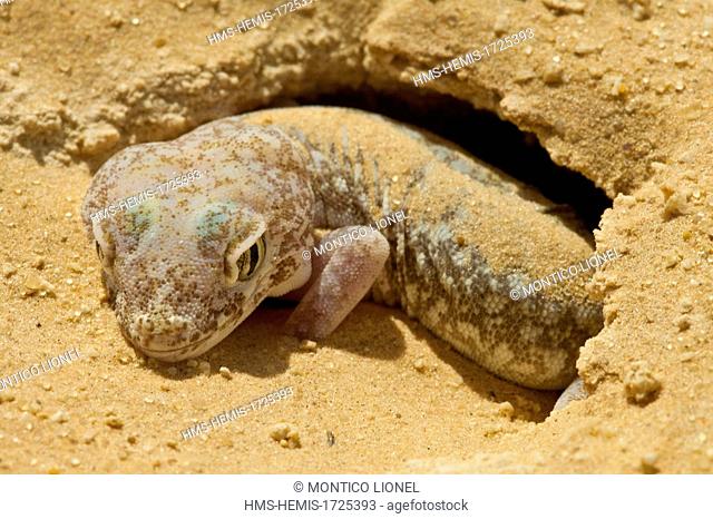 Tunisia, Southern region, region of Douz, Stenodactyle (Stenodactylus petrii)
