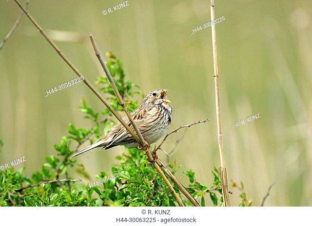 Corn Bunting, Emberiza calandra, Emberizidae, singing, bird, animal, Apetlon, Seewinkel, Burgenland, Austria