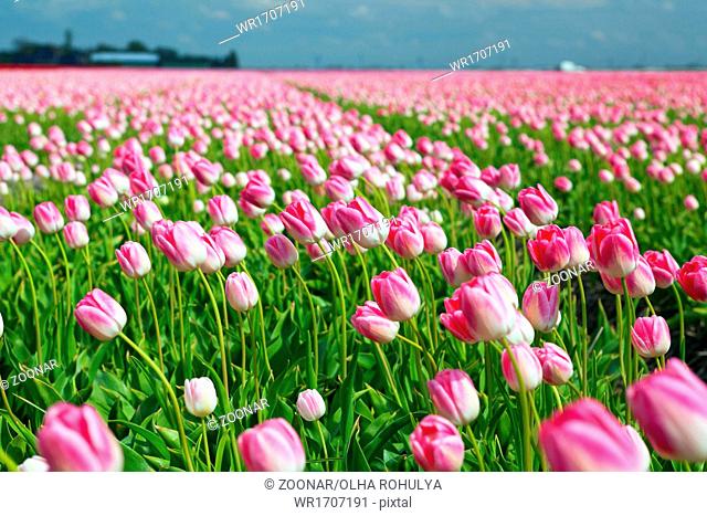 field with pink tulips