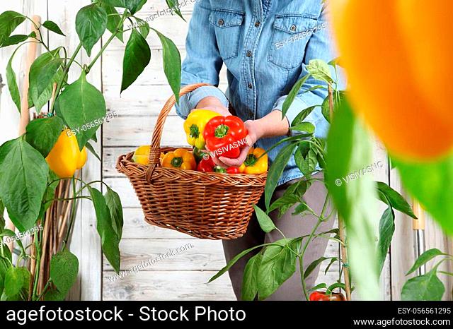 woman in vegetable garden with wicker basket picking colored sweet peppers from lush green plants, growth and harvest concept