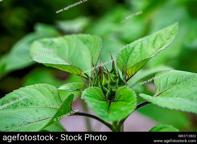 A macro shot of a sunflower green solar flash flower bud