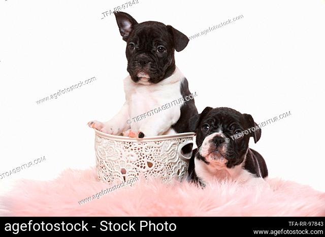 French-Bulldog-Pug-Puppies
